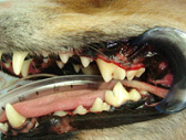 犬歯2