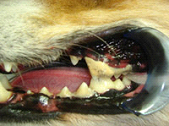 犬歯1
