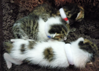 仔猫3[